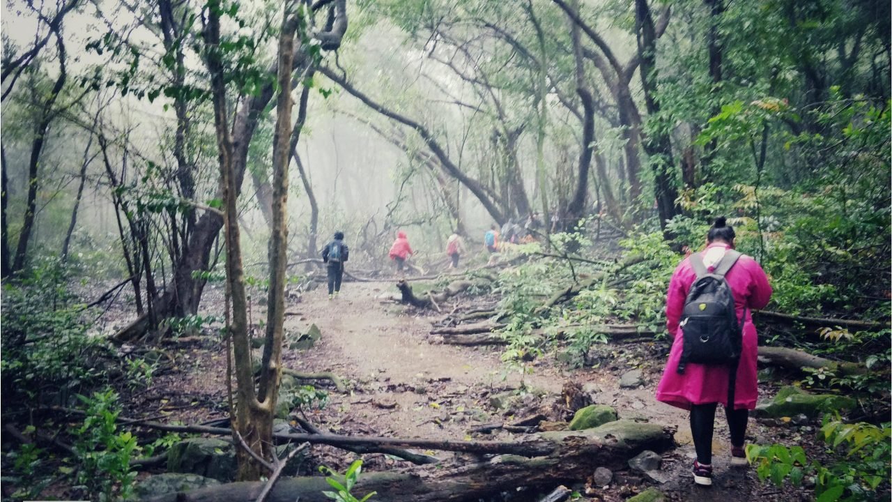 Forest trekking trail near Foresta